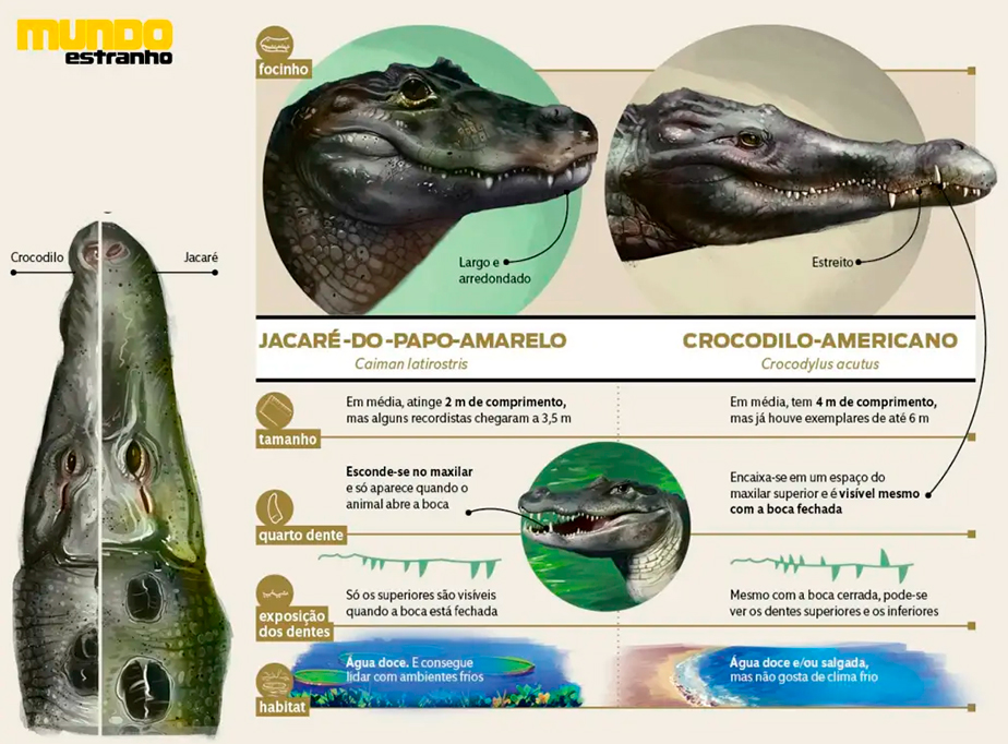 Qual a diferença entre crocodilo e jacaré? Entend...