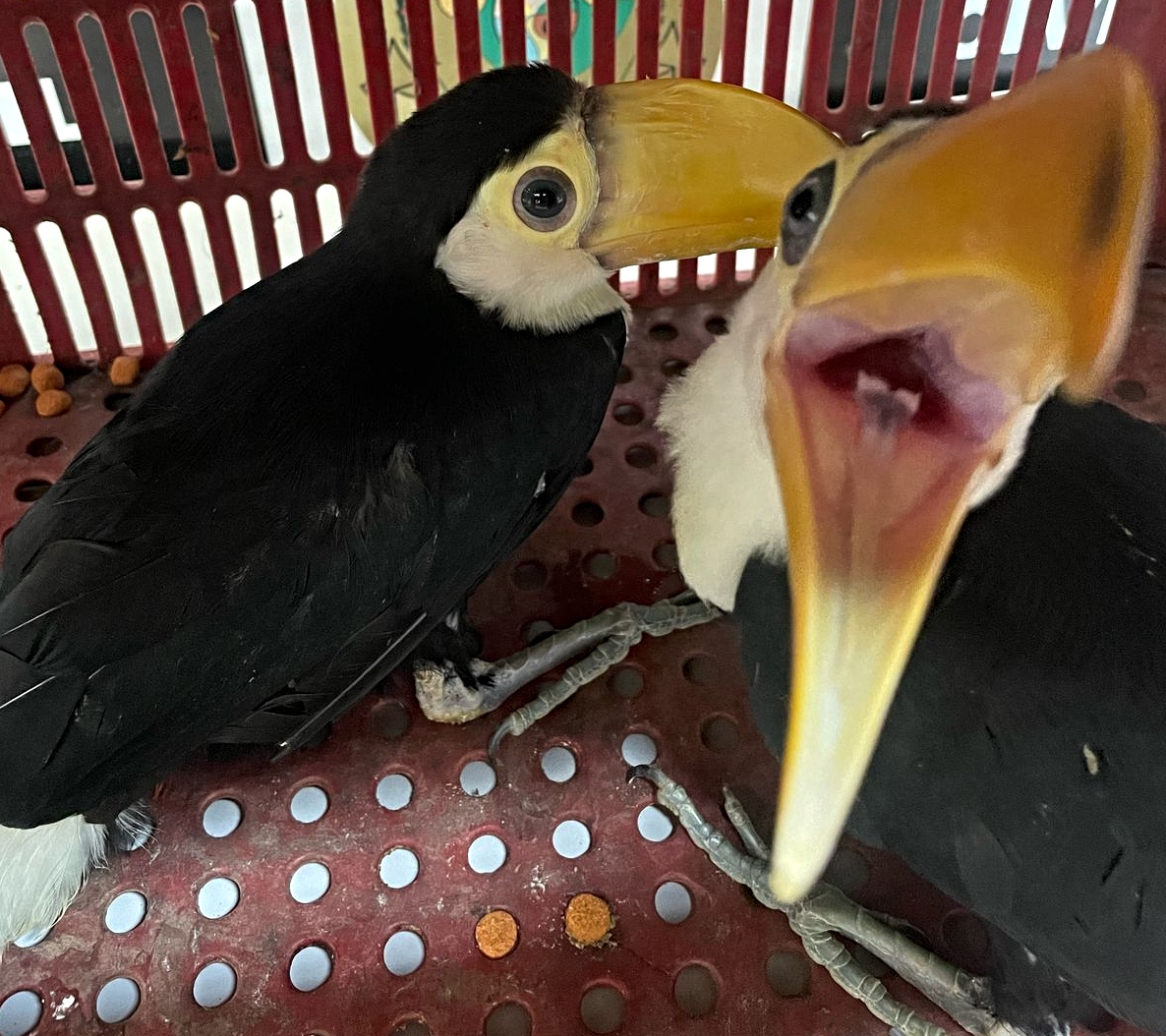 Casal de tucanos é apreendido e trio é preso em flagrante pela Polícia Civil na Capital