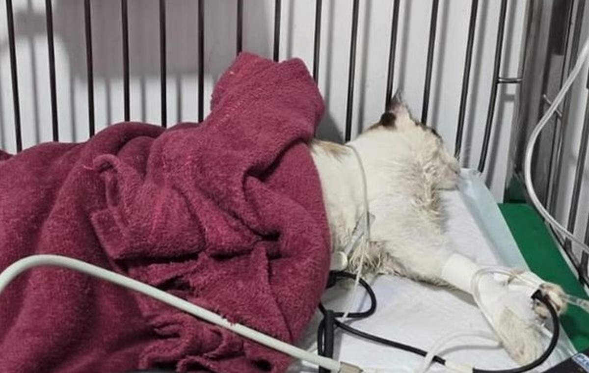 'Pensa se fossem dez pessoas. O que nós queremos é justiça', diz integrante de ONG, após morte de gatos por suspeita de envenenamento | Brasil