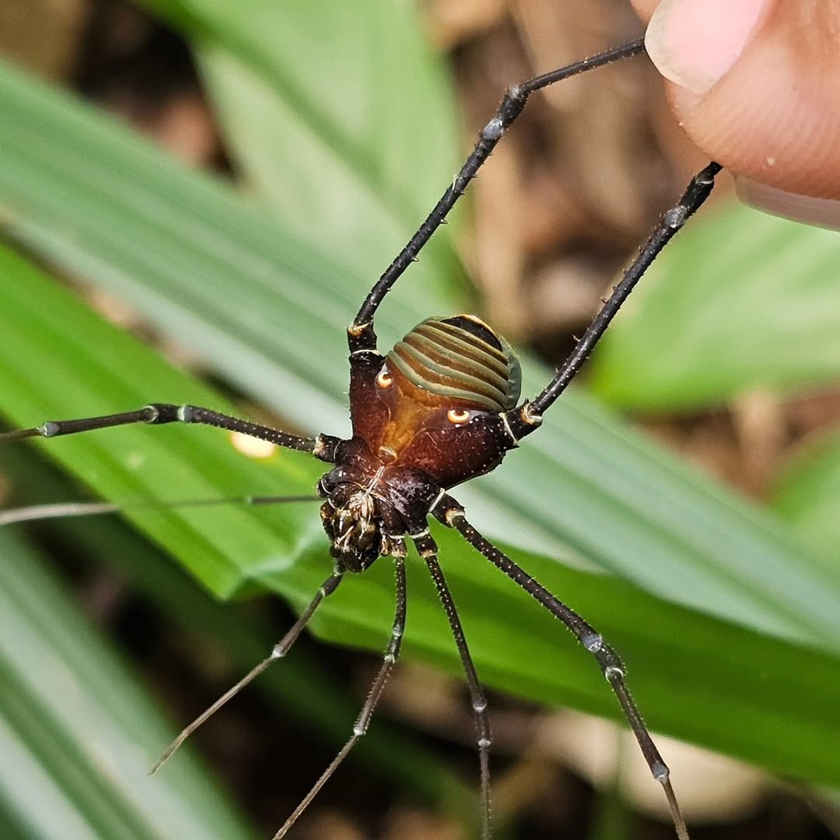 Fotógrafo de Minas Gerais descobre nova espécie de aranha | Brasil