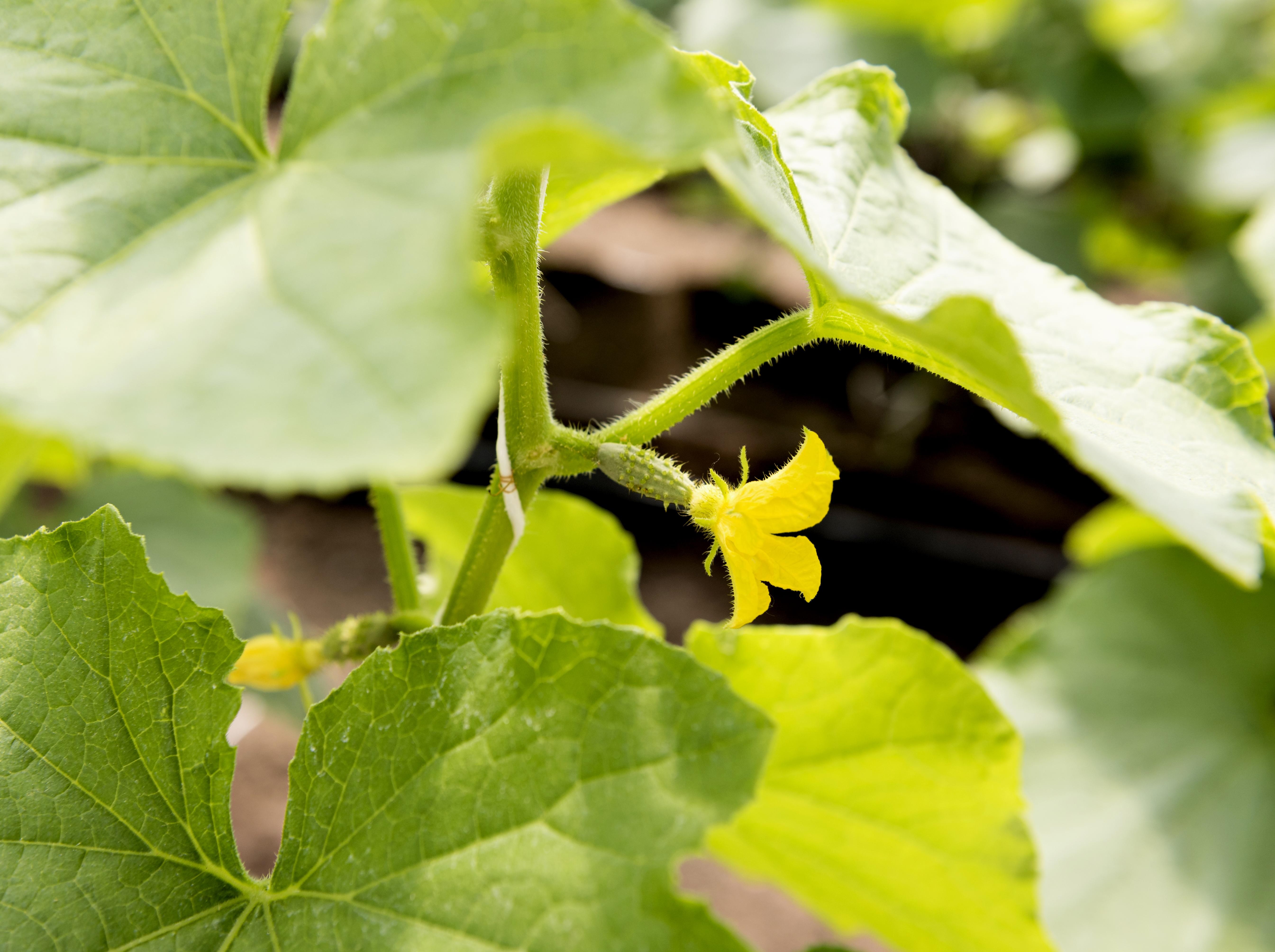 A vida sexual das plantas é muito mais complicada do que se imagina