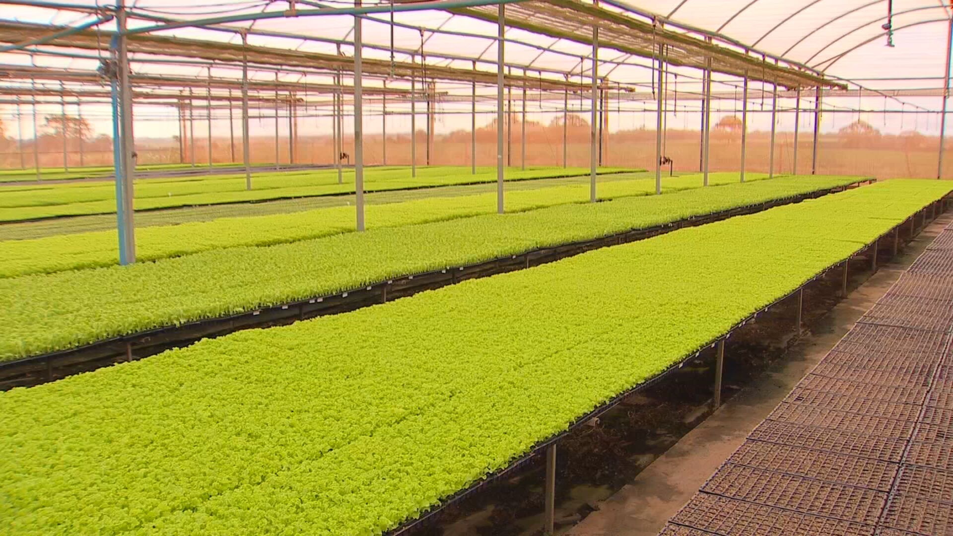 Agricultura Inteligente: Tecnologia e Gestão Transfomam Noroeste Paulista