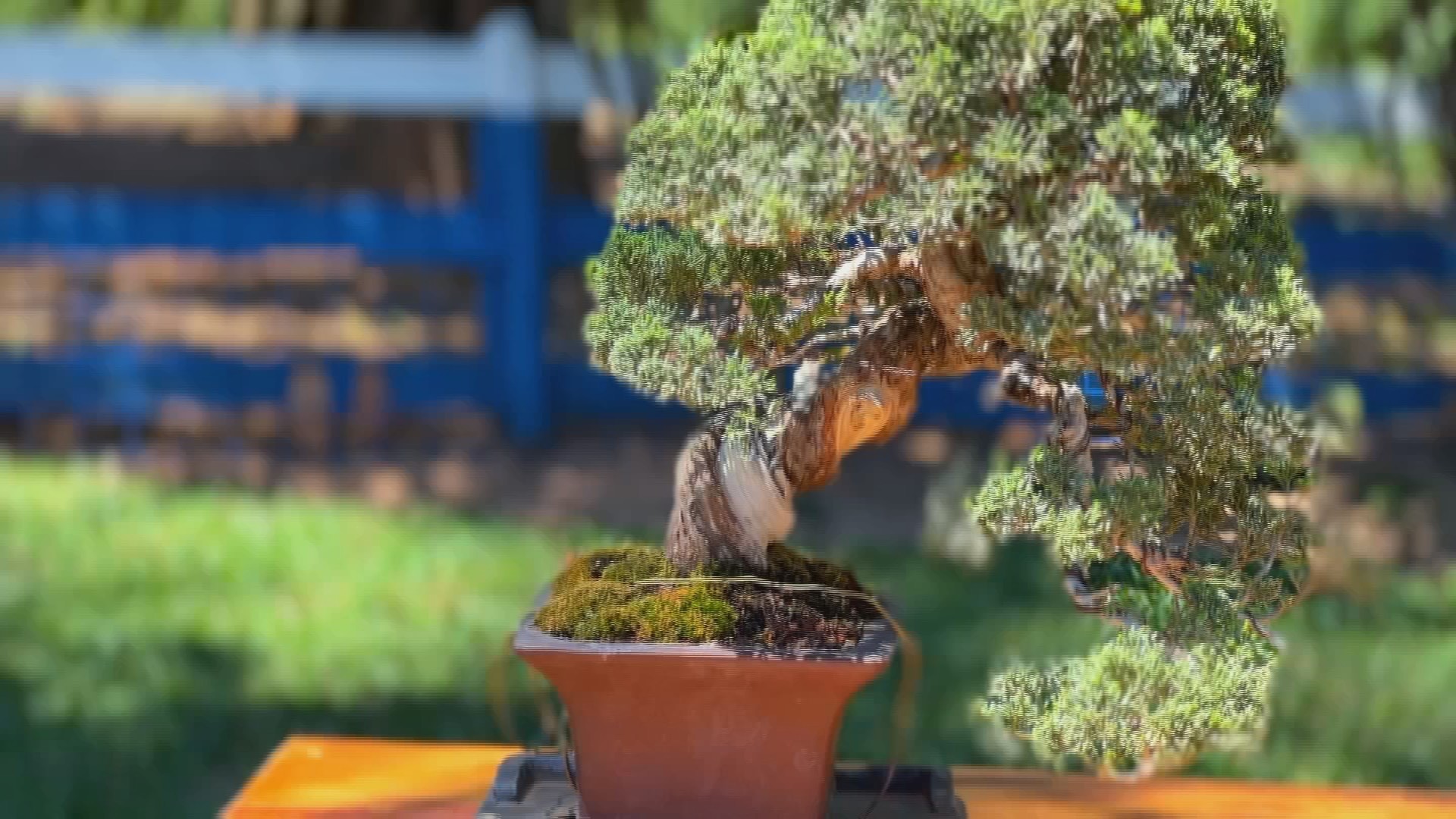 Arte do bonsai exige técnica e paciência