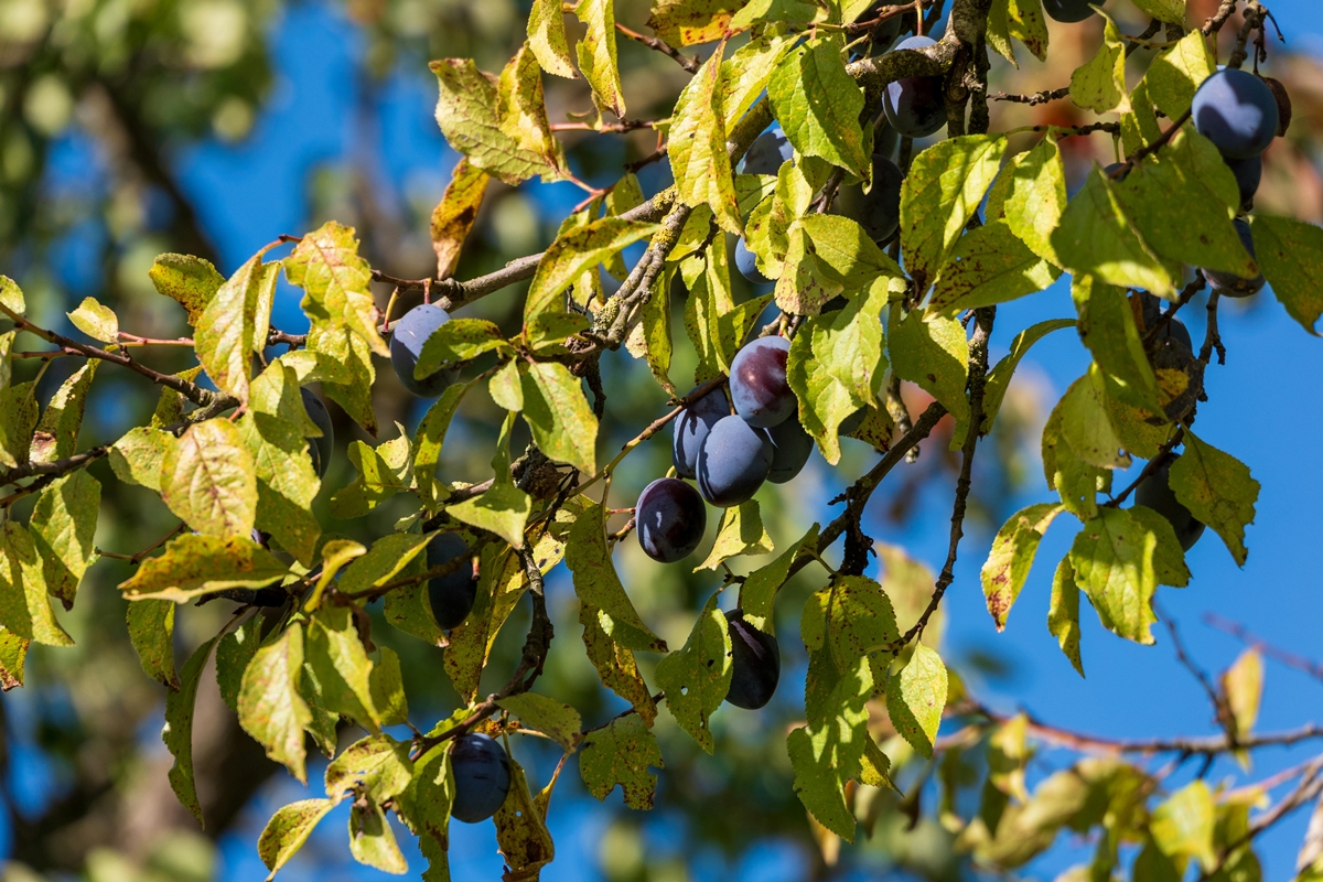 Árvore de pequeno porte produz frutos anti-inflamatórios no verão