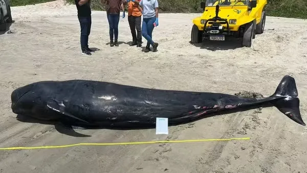 Baleia-Piloto Encontrada Morta no Litoral do Ceará: Mistério na Praia de Fortim