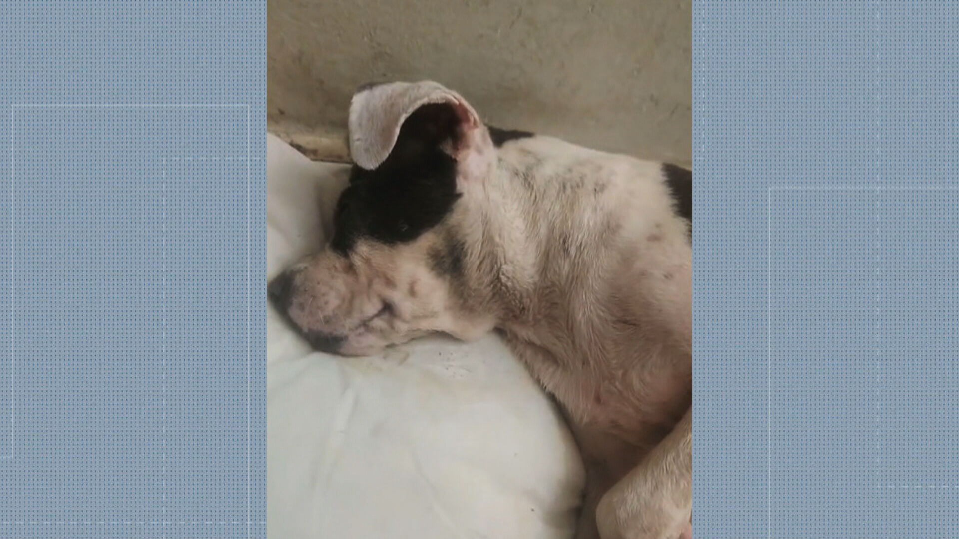 Barulho dos fogos de Réveillon provoca morte de cão e crises em animais de abrigo na Zona 