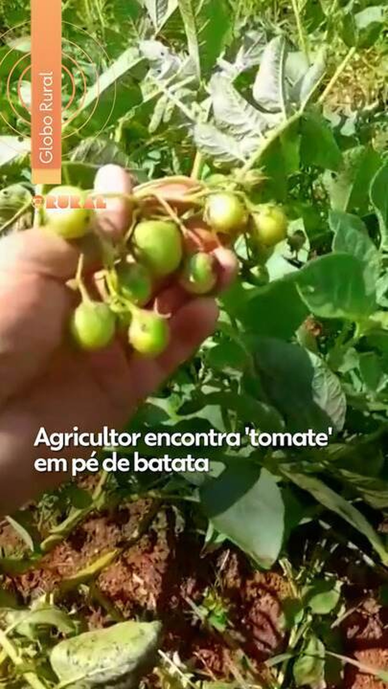 Batatas com Tomates? Entenda o Fenômeno que Deixou um Produtor de Minas Gerais Surpreso