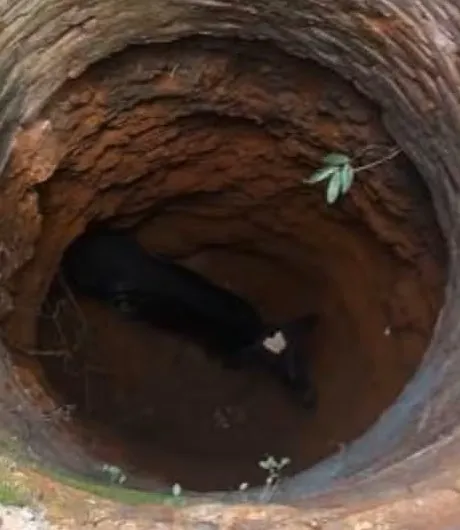 Bezerro é resgatado pelos bombeiros em cacimba de 7 metros de profundidade no Ceará