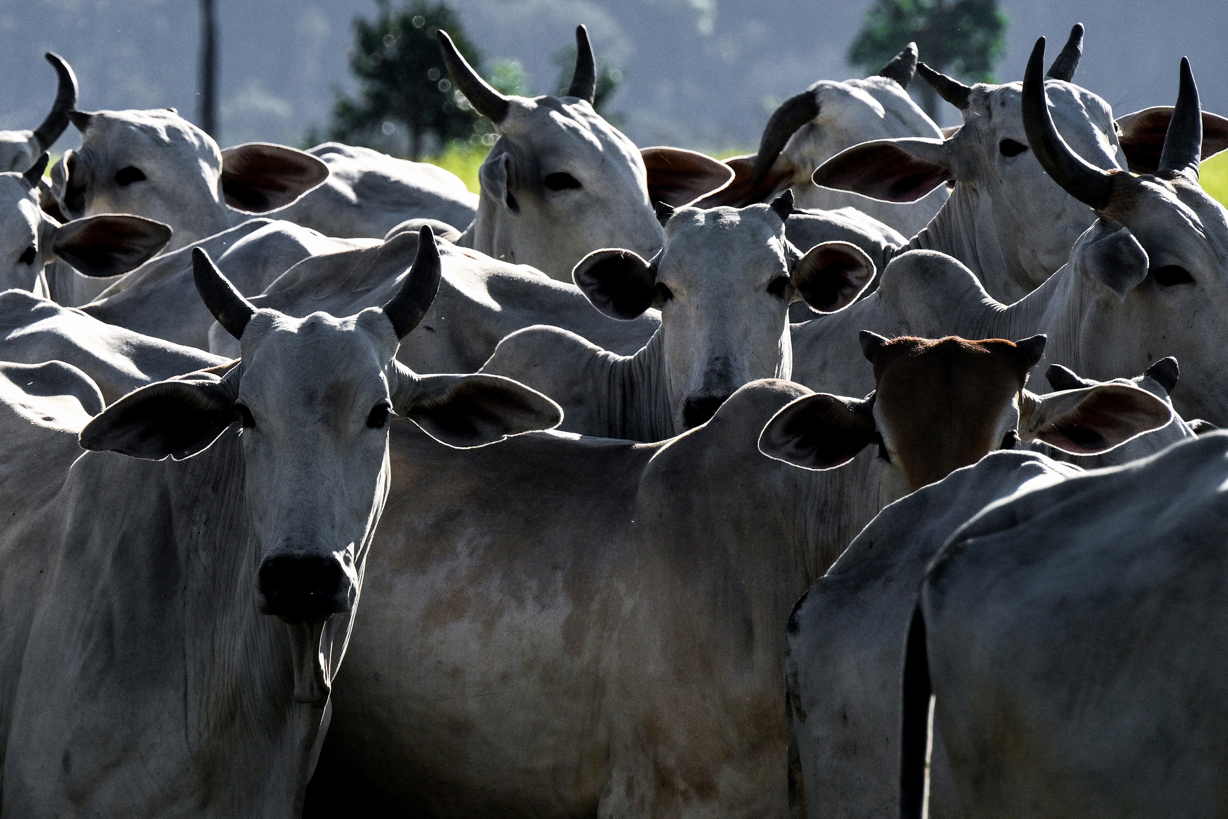 Brasil bate recorde em exportações agropecuárias em abril de 2026
