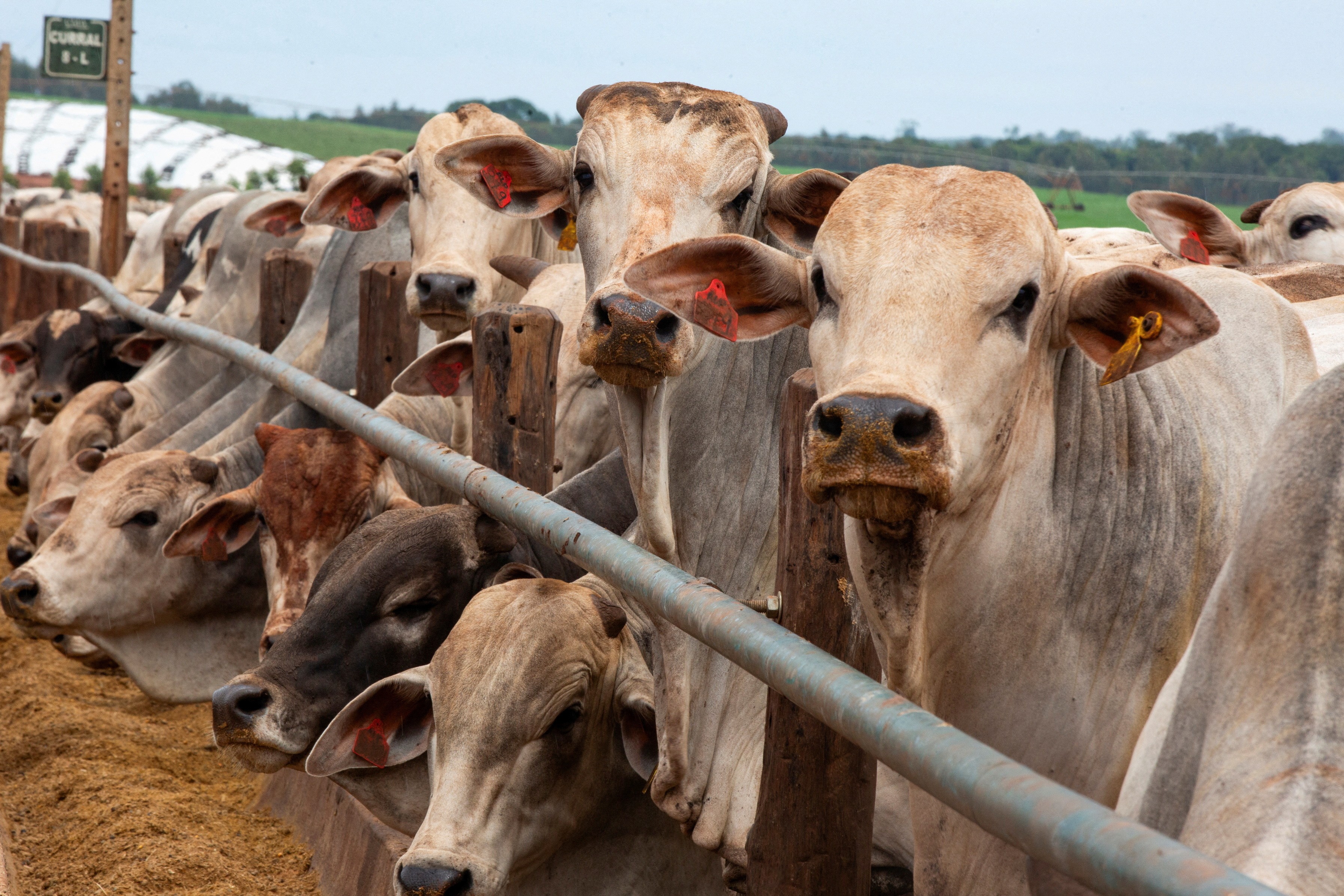 Brasil recupera venda de carne bovina para a China após mais de um ano de suspensão