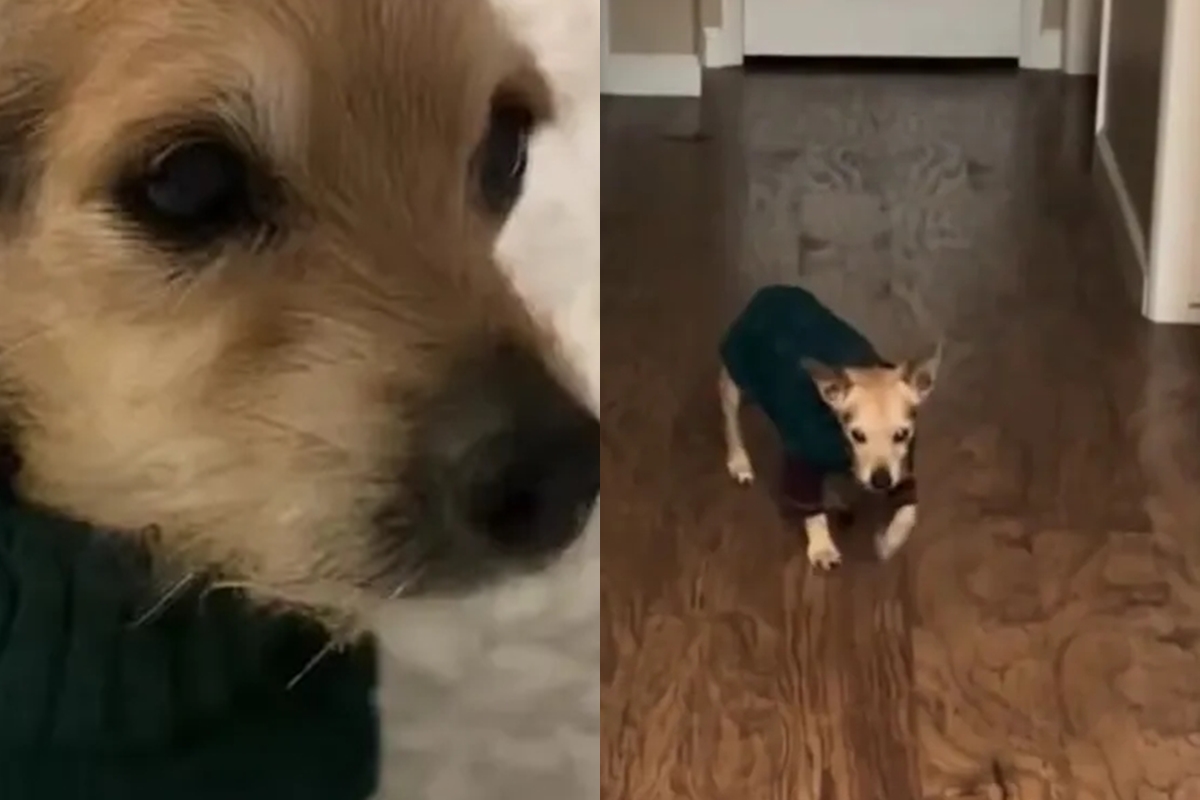 Cachorro de 16 anos com demência comove a web com rotina noturna