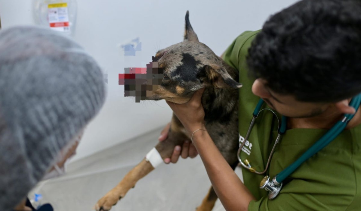 Cachorro ferido com terçado é resgatado e passa por cirurgia em Manaus