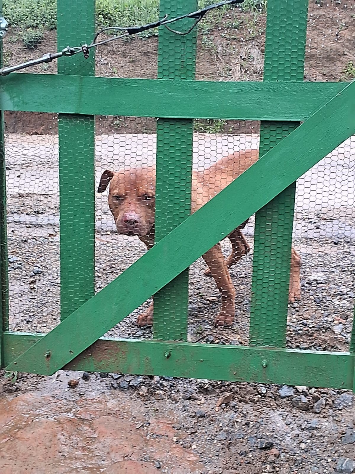 Cão abandonado ataca morador e animais em bairro de Mogi das Cruzes
