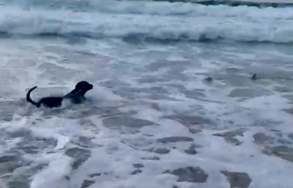 Cão Corajoso Desafia Tubarões em Fernando de Noronha: Conheça Oceano!