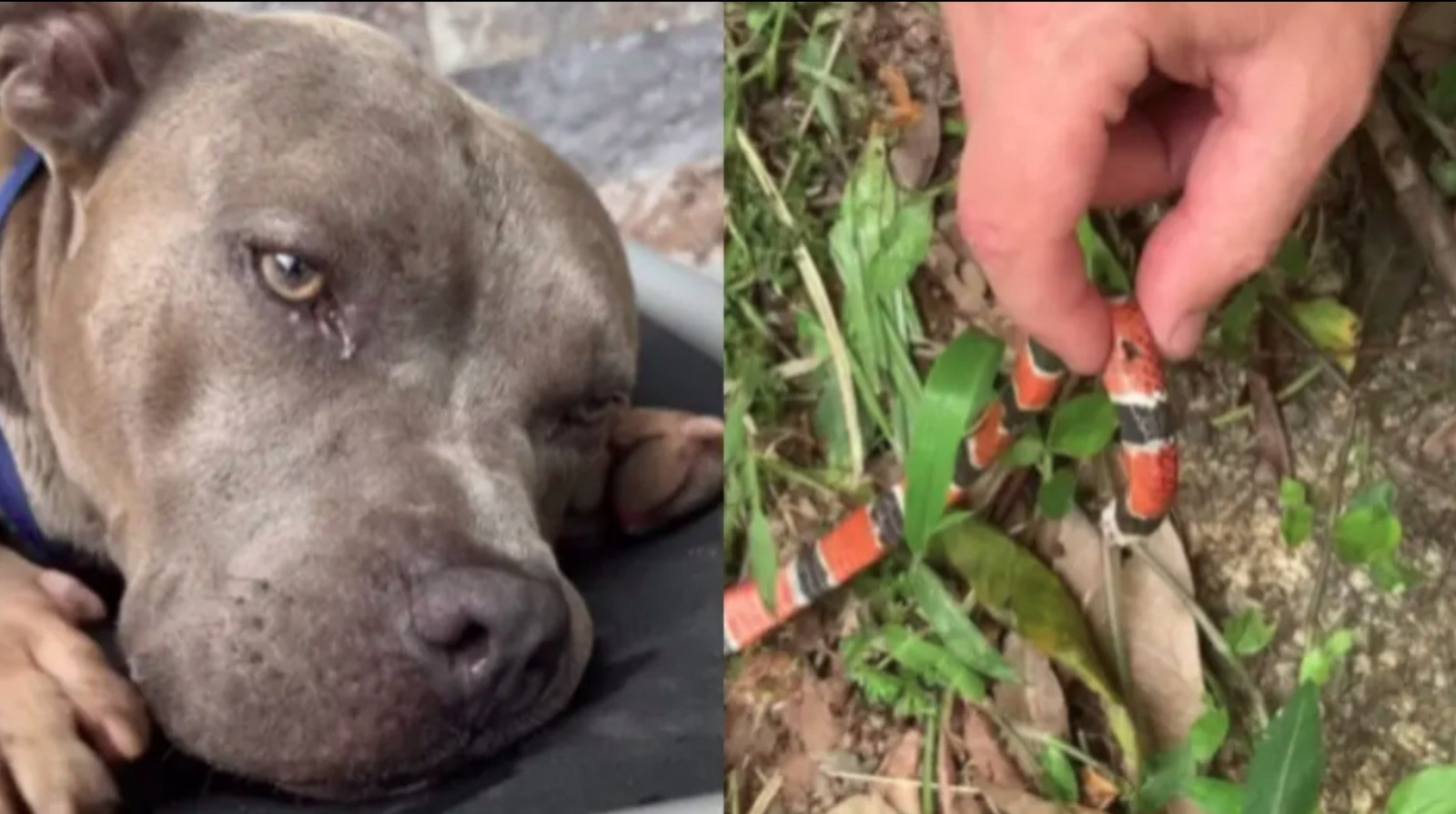 Cão da influenciadora Hau Hauschild morre após picada de cobra-coral