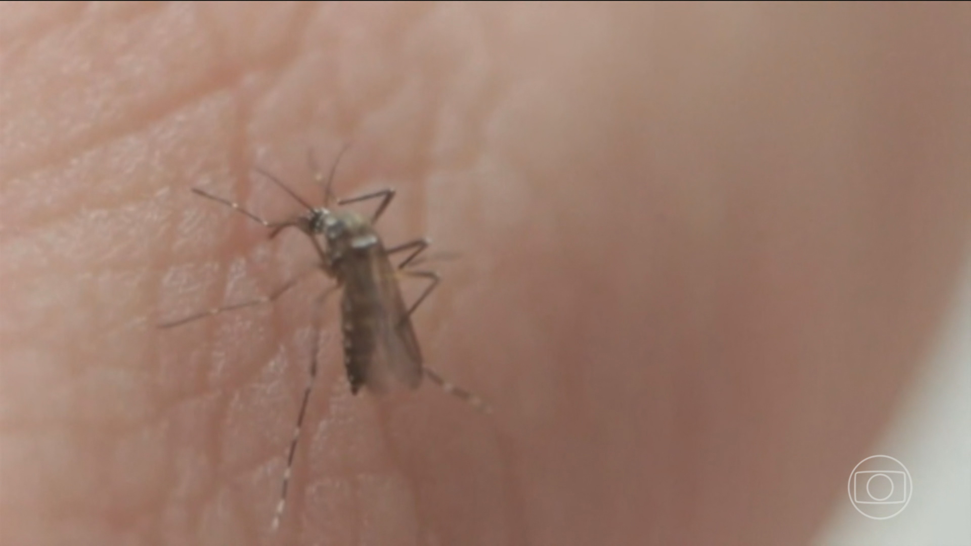 Casos prováveis de dengue caem 48% na Paraíba em 2025