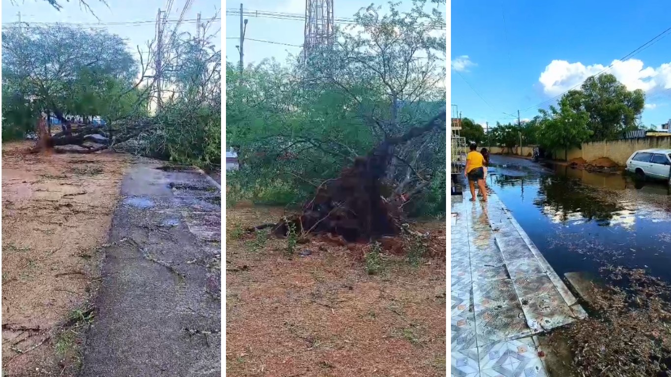 Chuva e vento forte provocam alagamentos e derrubam árvores em Jatobá