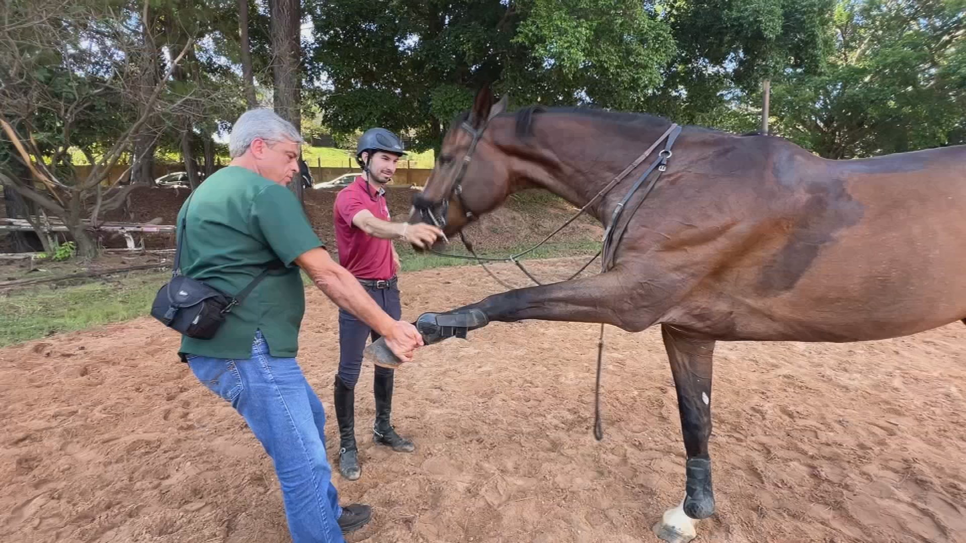 Cirurgia Inédita na Medula: Cavalo Atleta Volta a Treinar