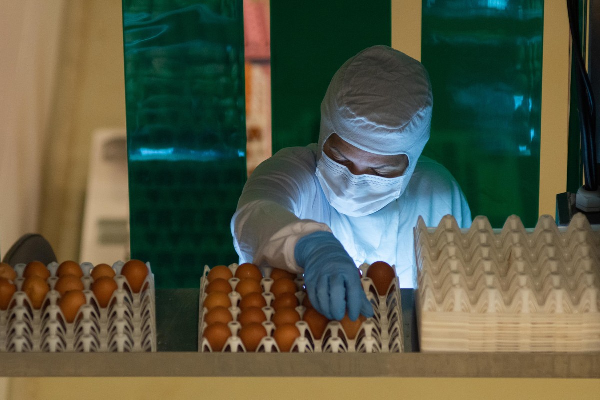 Condições climáticas e dólar contribuem para preços de alimentos mais favoráveis em janeir