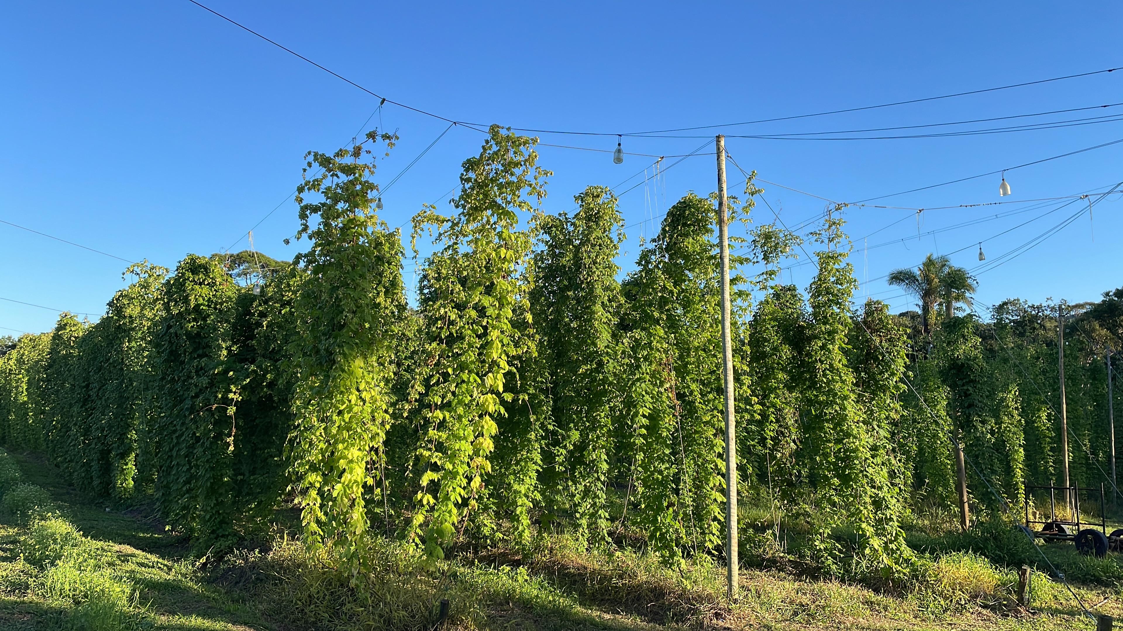 Cultive o Lúpulo: A Planta Mágica Por Trás da Cerveja