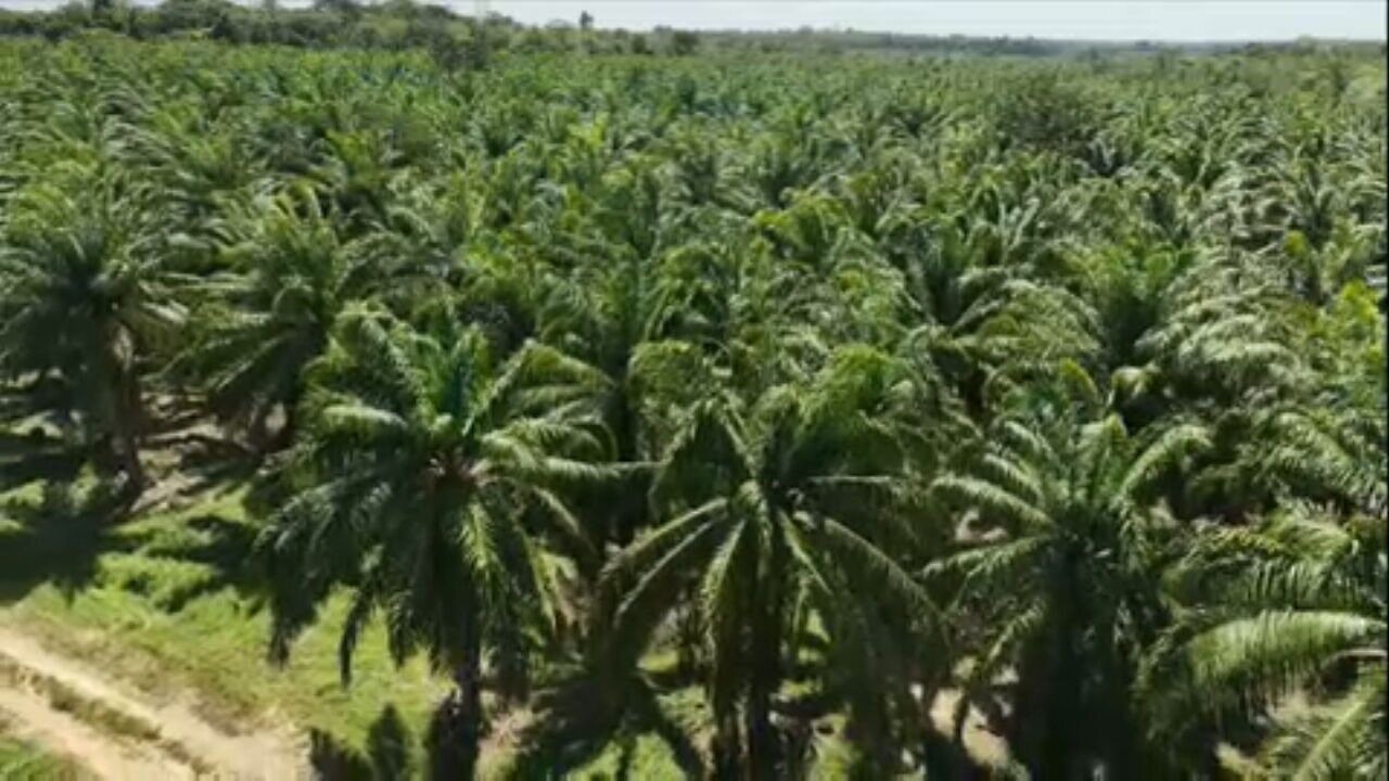 Dendê Sustentável: Projeto no Pará Revoluciona a Cultura com Produtividade de 38% a Mais