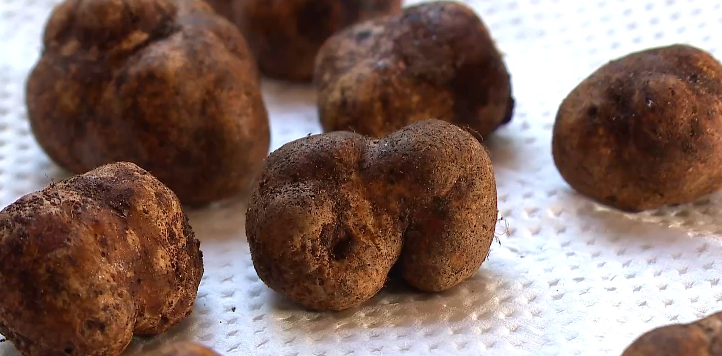 Descubra o Segredo das Trufas Brasileiras: O Ouro Escondido a R$ 10 Mil o Quilo