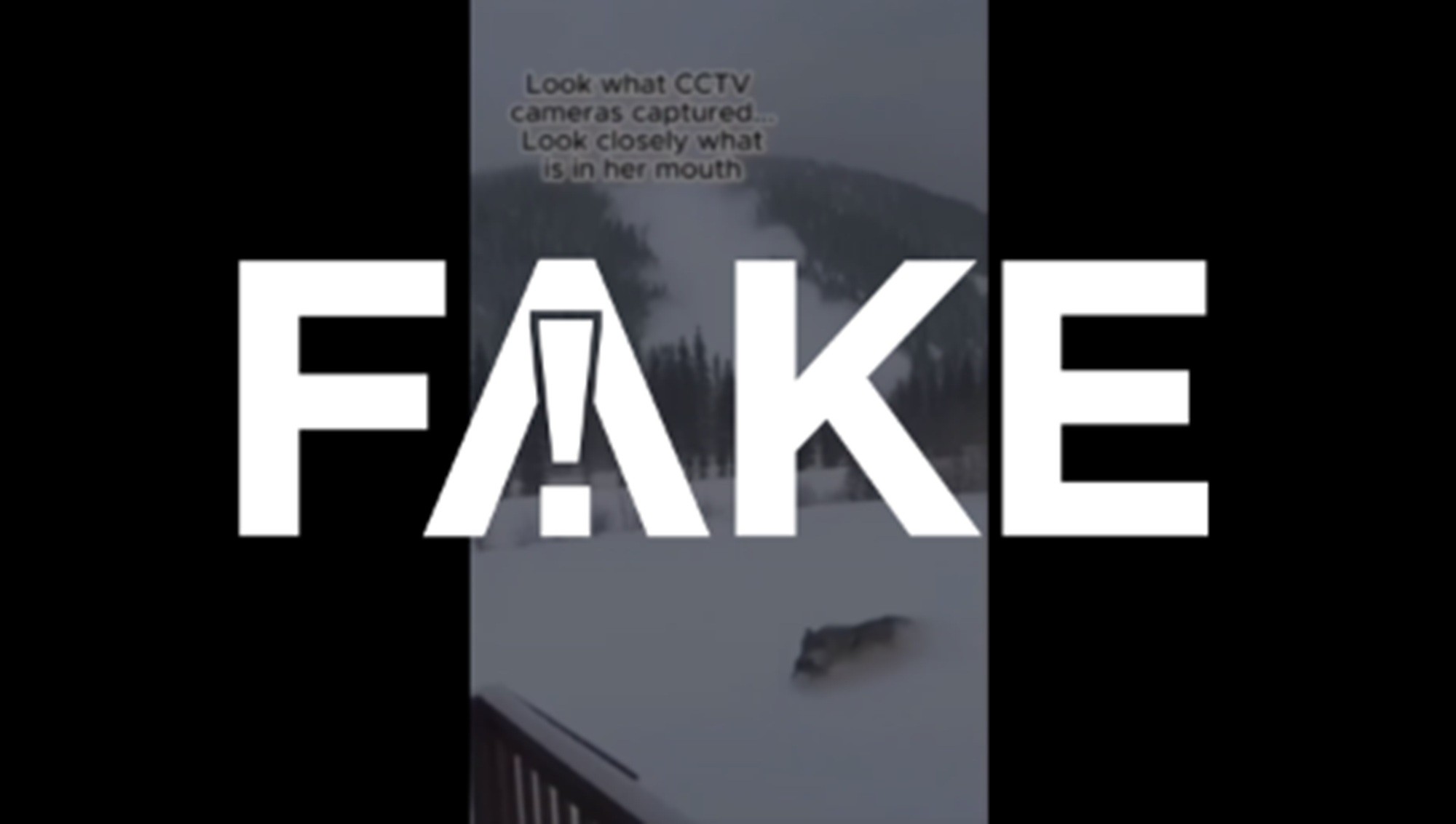 É #FAKE vídeo de loba salvando filhote de avalanche; cena foi feita com inteligência artif