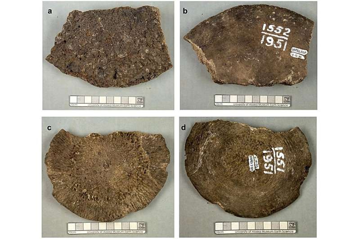 Estudo indica que fóssil classificado como mamute era de uma baleia