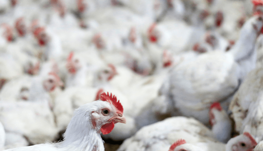 Exportação de carne de frango do Brasil tem recorde em ano de gripe aviária