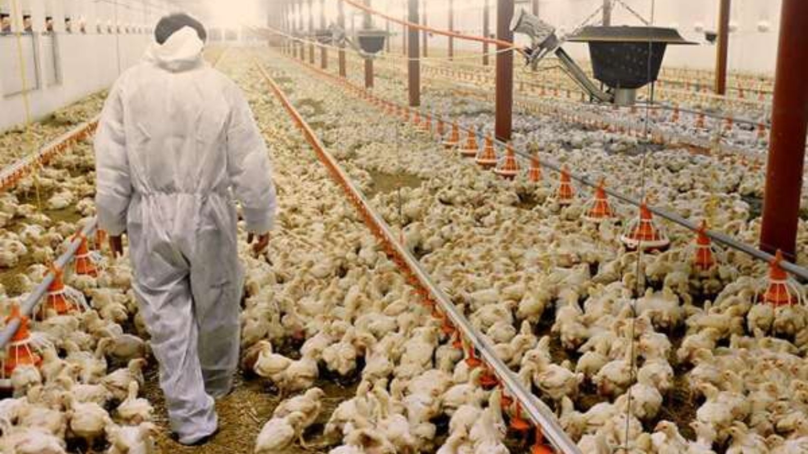 Exportação de carne de frango do Brasil tem recorde mesmo com gripe aviária