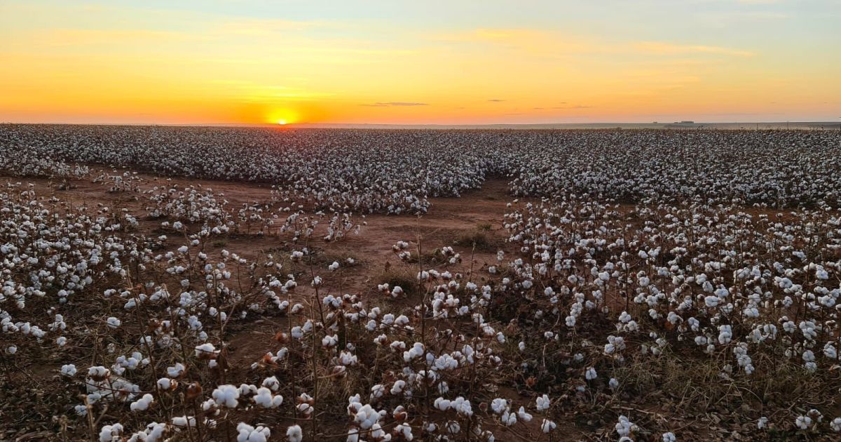 Exportações de algodão batem recorde histórico em 2025
