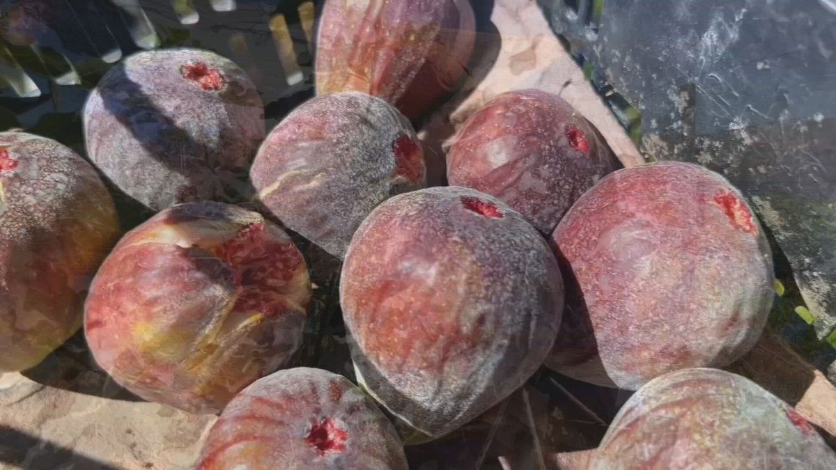 Figo: O Fruto Dourado que Conquista Produtores no Sudoeste de SP