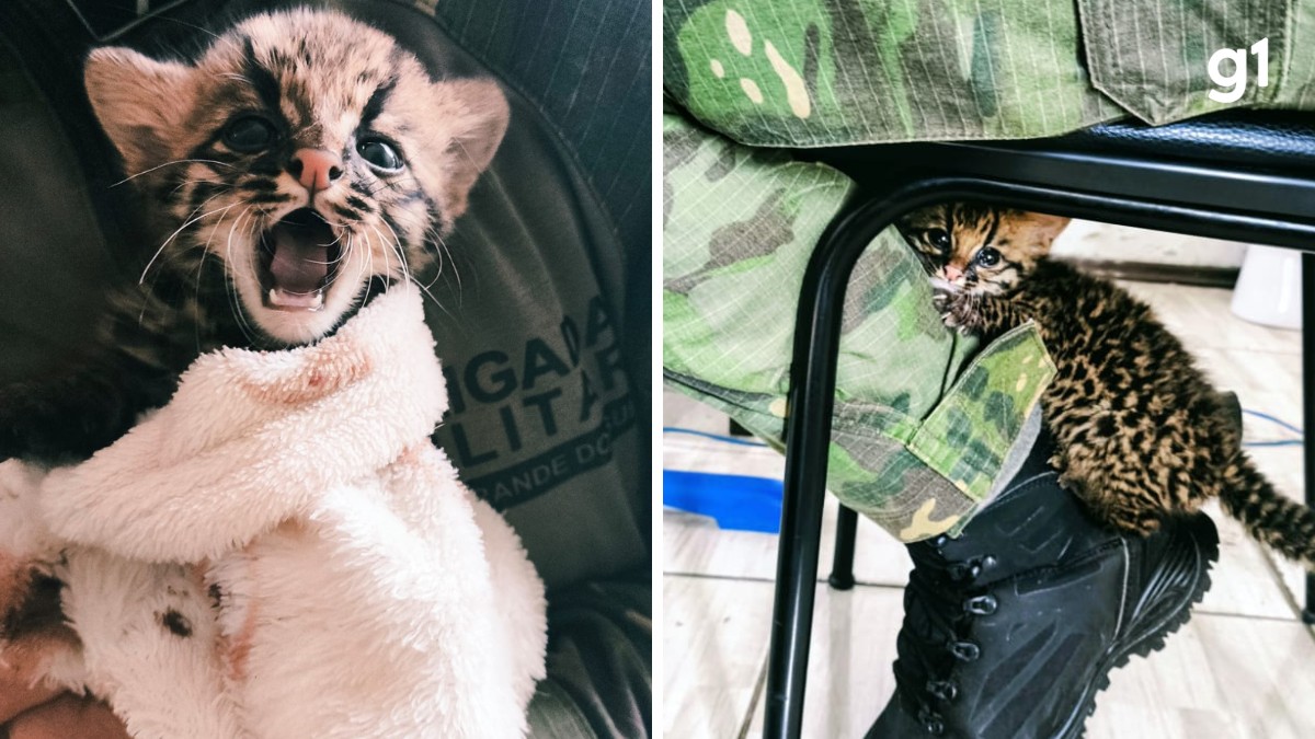 Fofo, mas selvagem: filhote de gato-maracajá é resgatado após mãe morrer atropelada no RS