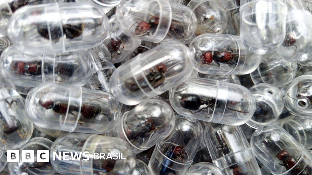Formigas como bens de luxo: descoberta de comércio ilegal no Quênia