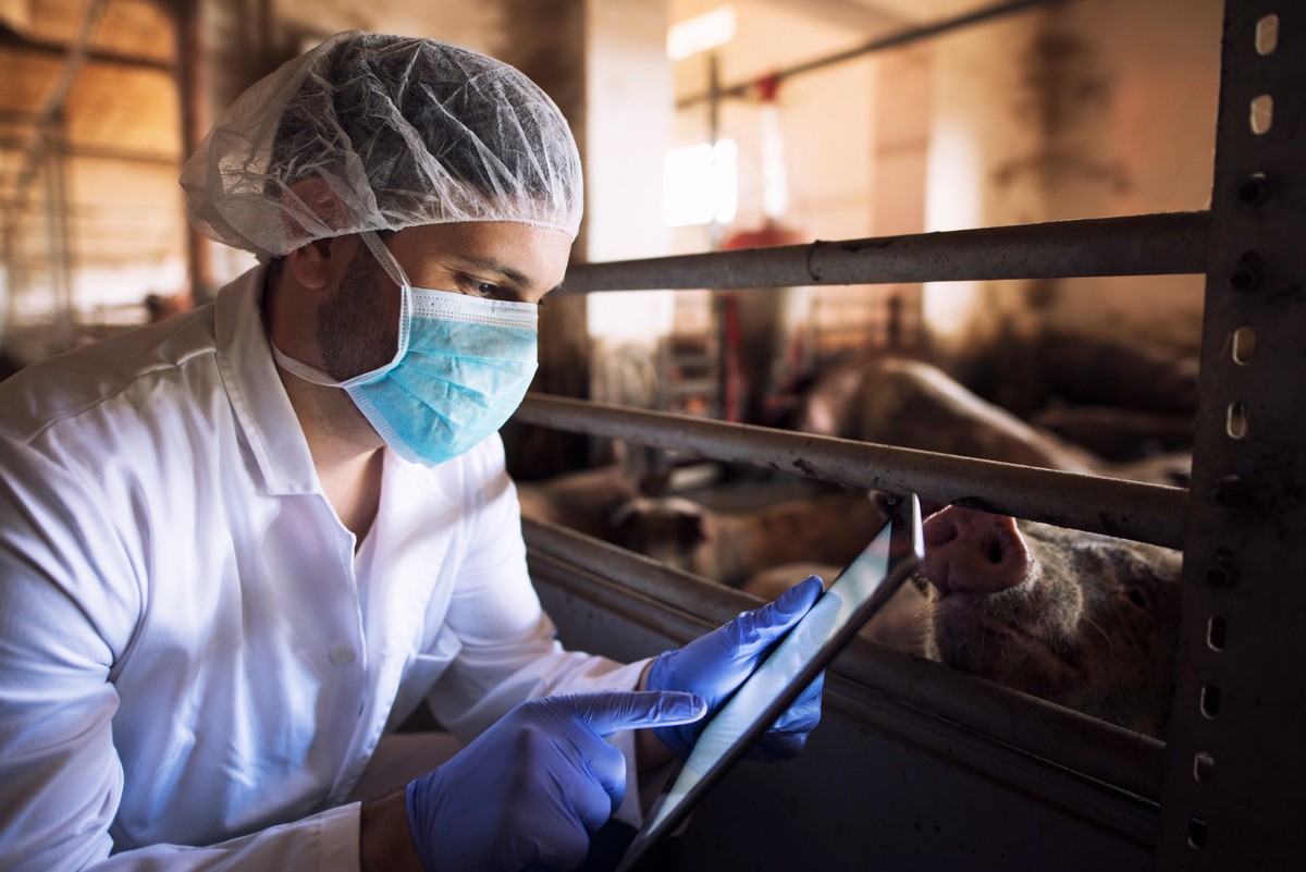 Frigoríficos investem mais em rastreabilidade da carne suína
