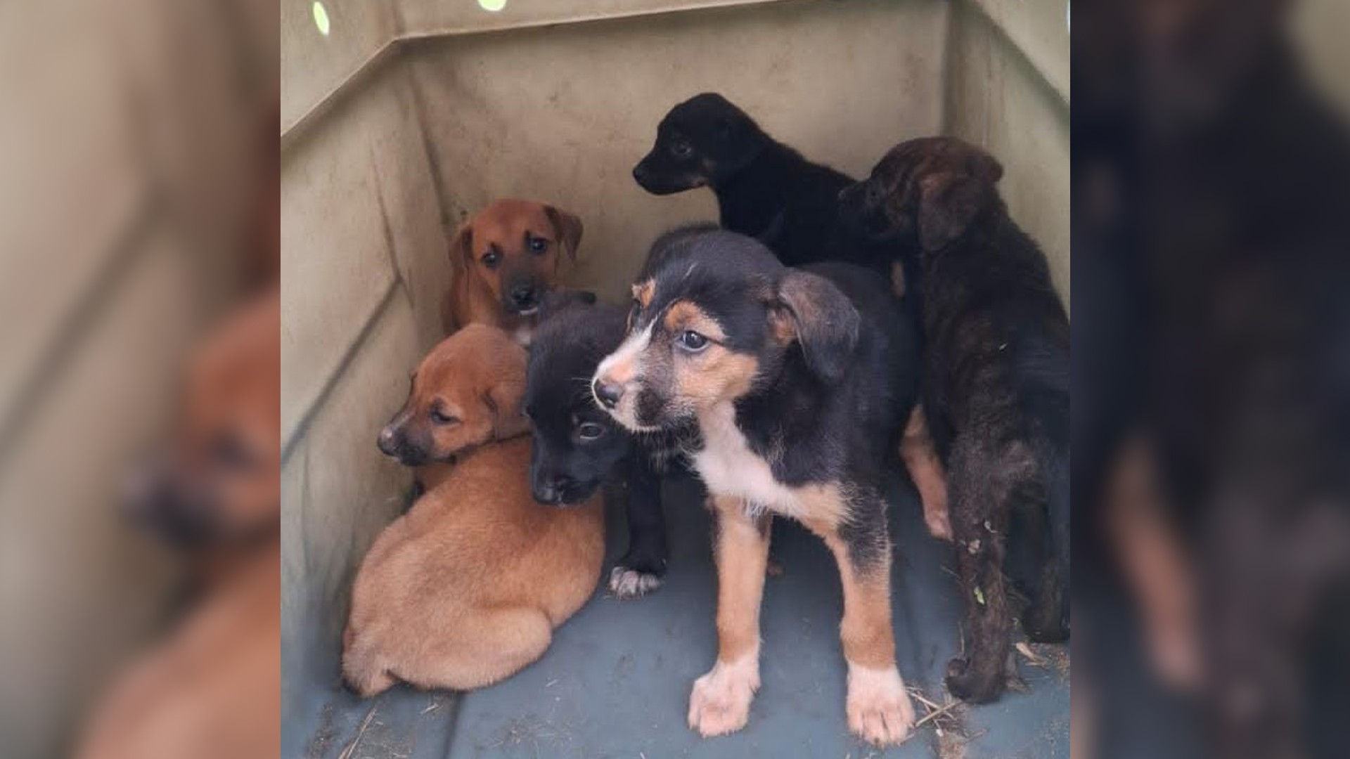 Funcionários de concessionária resgatam filhotes de cachorro perdidos em rodovia no interi