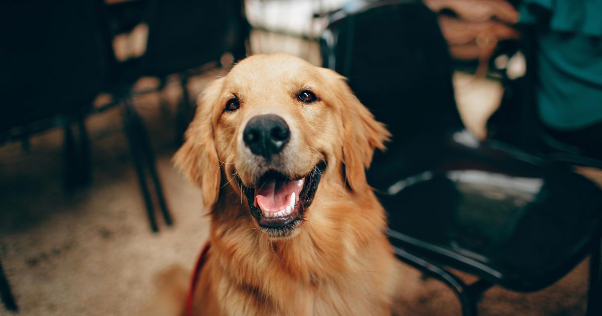 Governo de SP sanciona lei que permite sepultamento de animais em jazigos