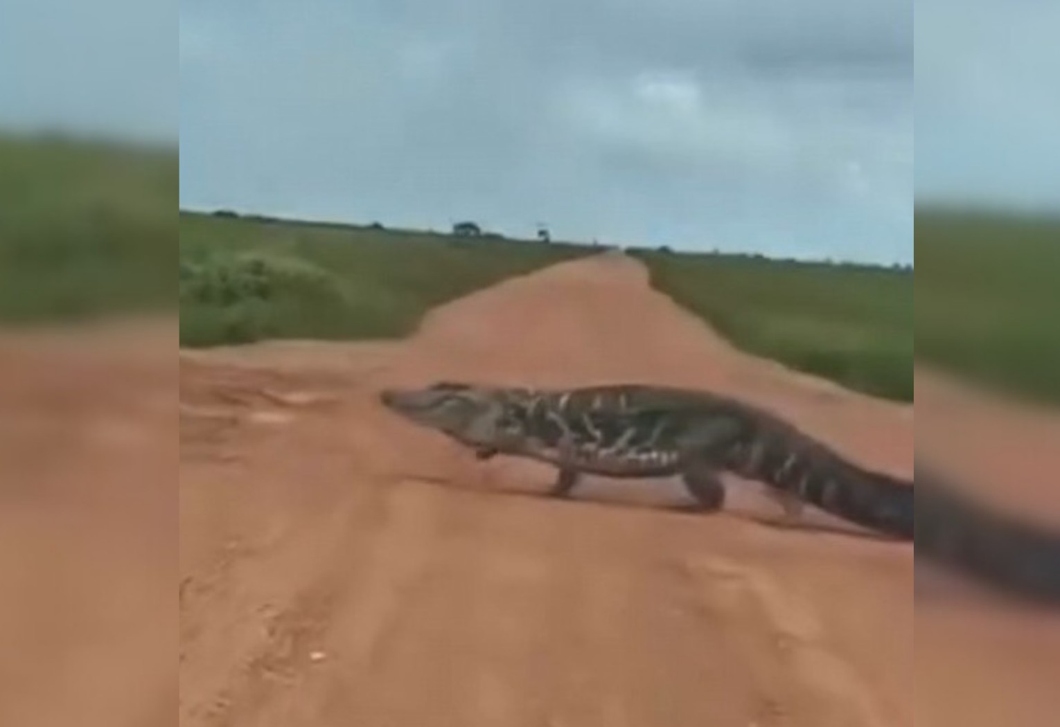 Jacaré Gigante Atravessa Estrada no Tocantins: Um Desfile de Tamanho e Coragem
