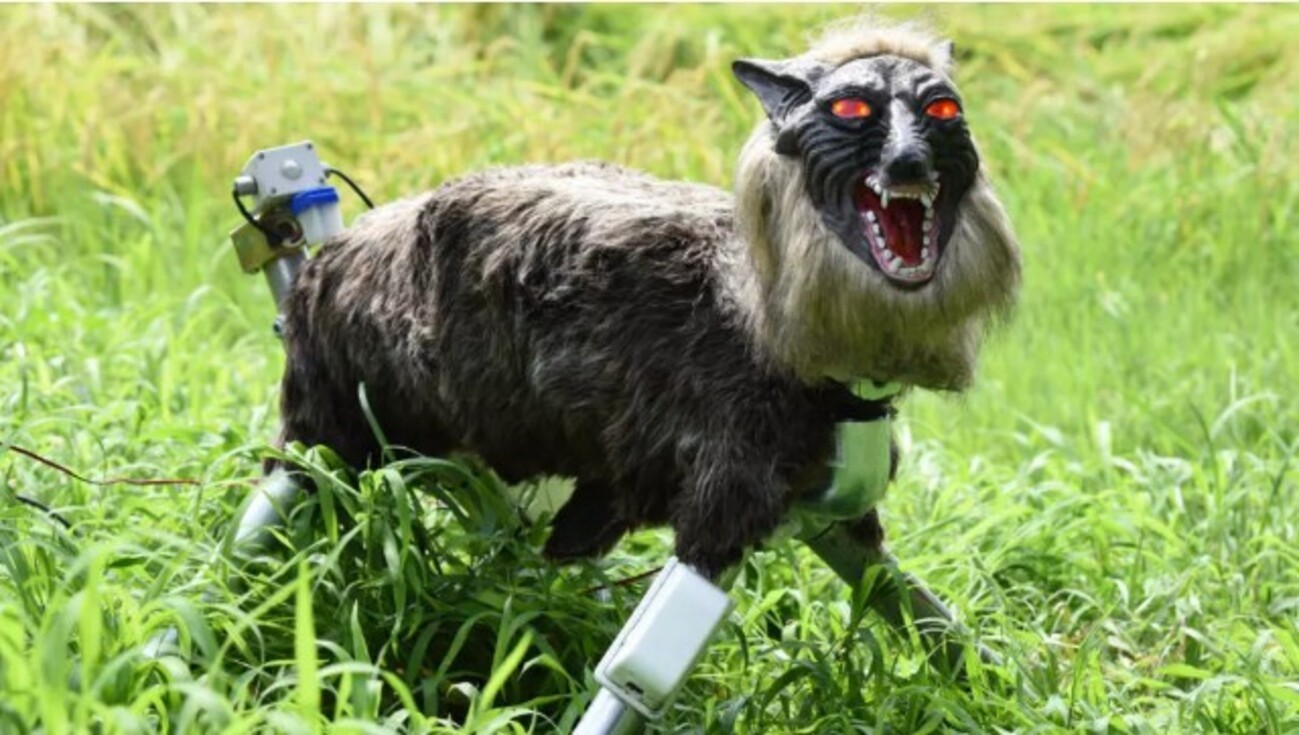 Lobos Robos: A Solução que Dominou o Japão em Combate a Ursos
