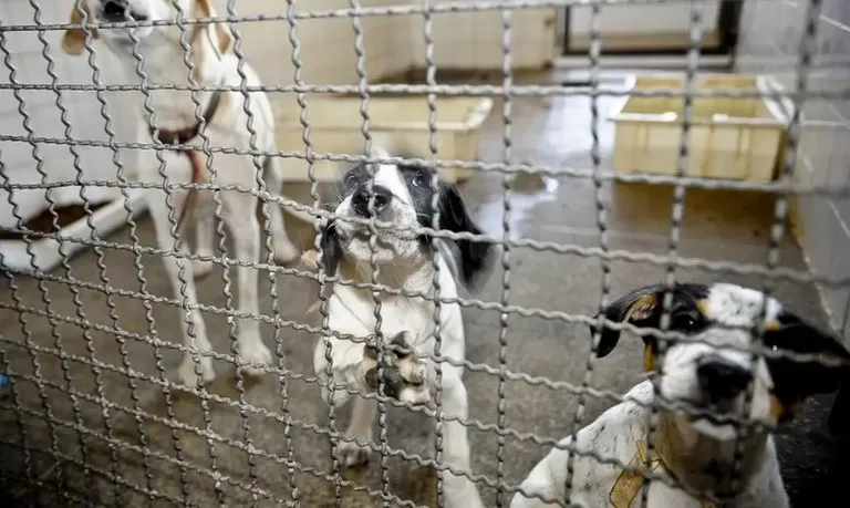Lula Amplia Multas para Mau-Tratos a Animais: 'Justiça por Orelha' Prevê Agravantes