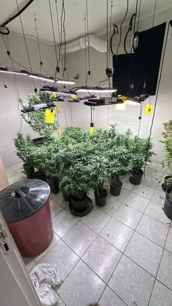 Maconha em Fortaleza: Laboratório Clandestino com 8 Quilos é Descoberto