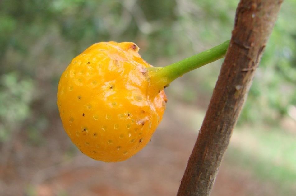 Mama-cadela: conheça a fruta do Cerrado rica em vitamina A