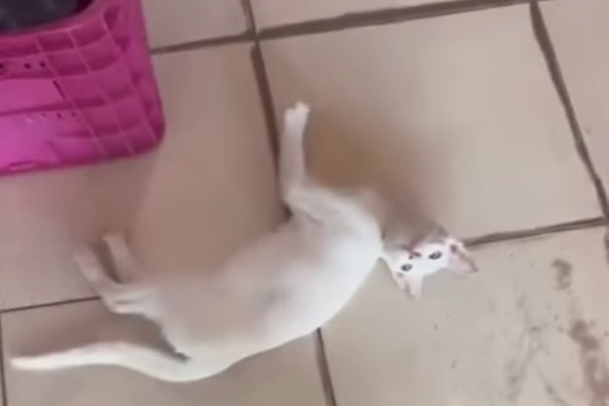 Mulher reage a agressão de gato com cadeirada em Capitão Poço