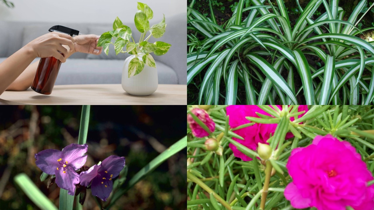 Multiplique suas plantas com facilidade: 4 espécies que se propagam rápido