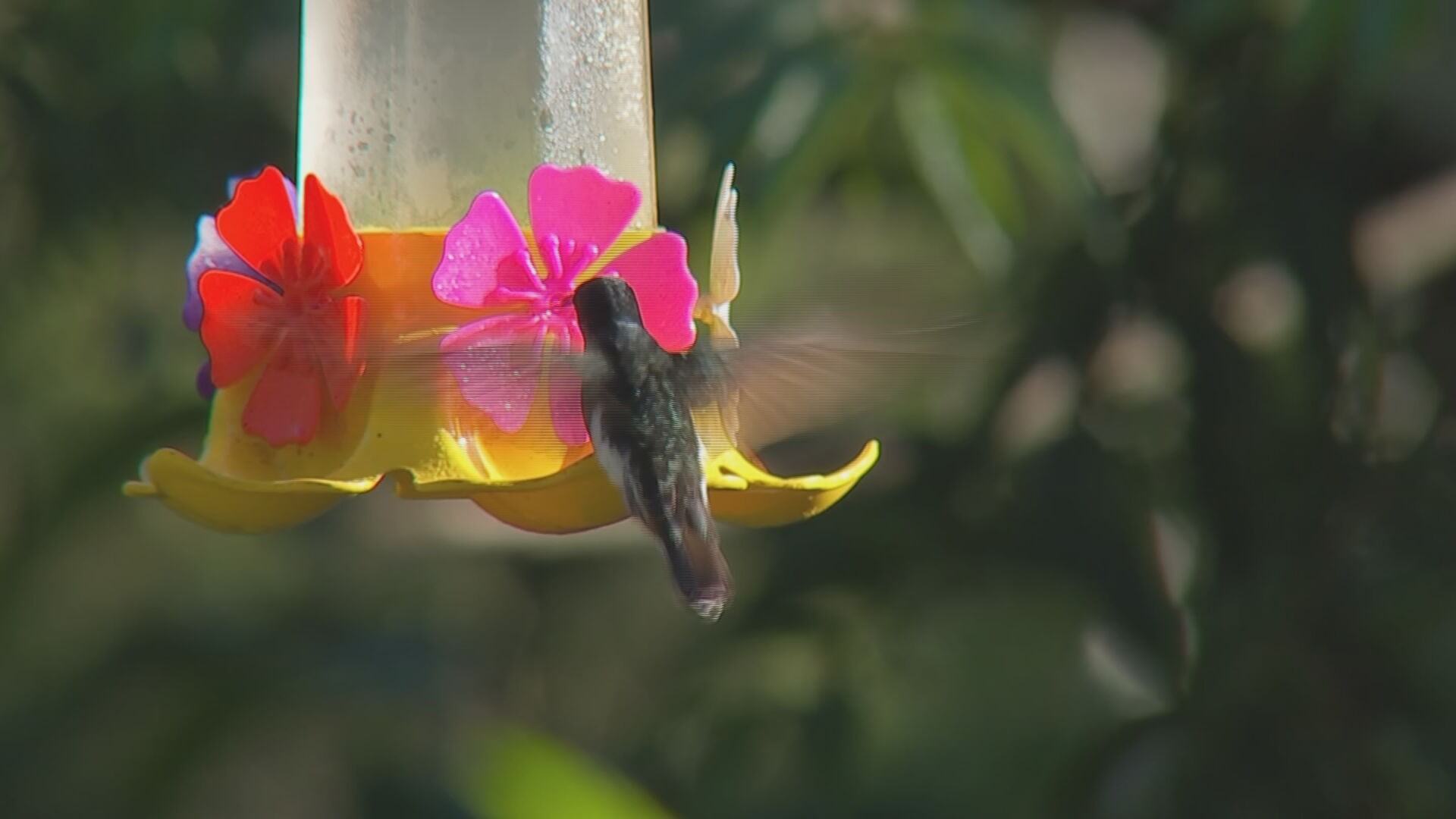 Observação de Aves em São Paulo: Um Paraíso para Turistas e Famílias