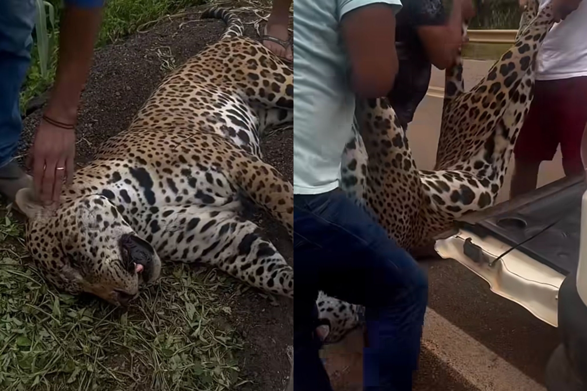 Onça-pintada é resgatada por indígenas após ser atropelada em rodovia. Vídeo