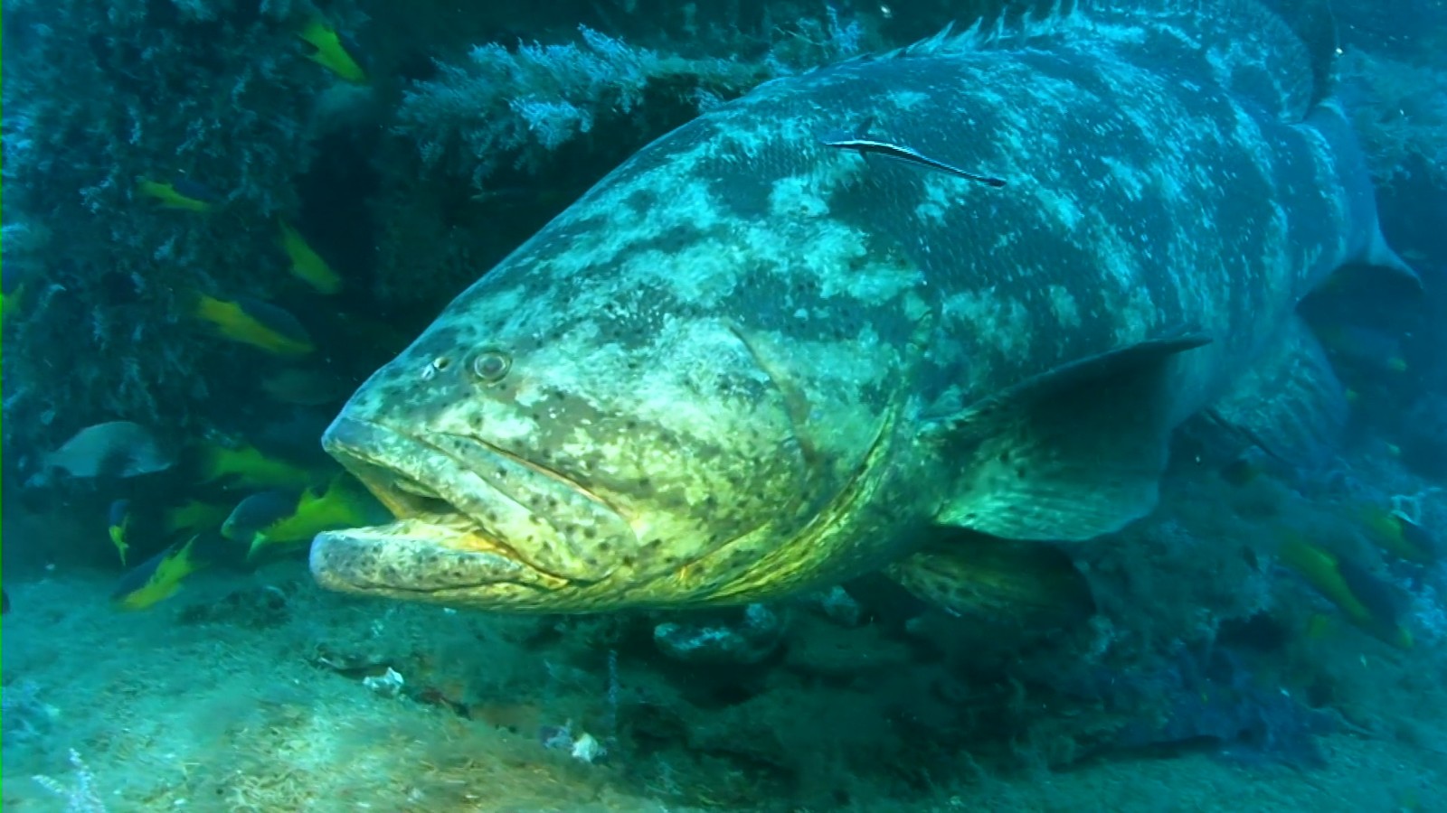 Peixes são capazes de emitir sons?