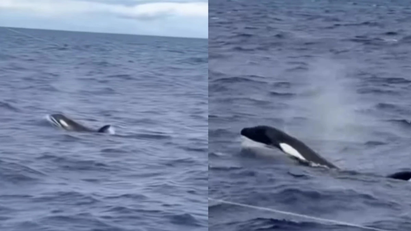 Pescador faz registro raro de orcas no litoral sul da Bahia. Assista