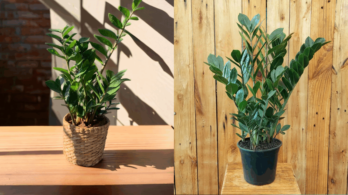 Planta da Fortuna: O Guia Completo para Cultivar a Zamioculca em Casa