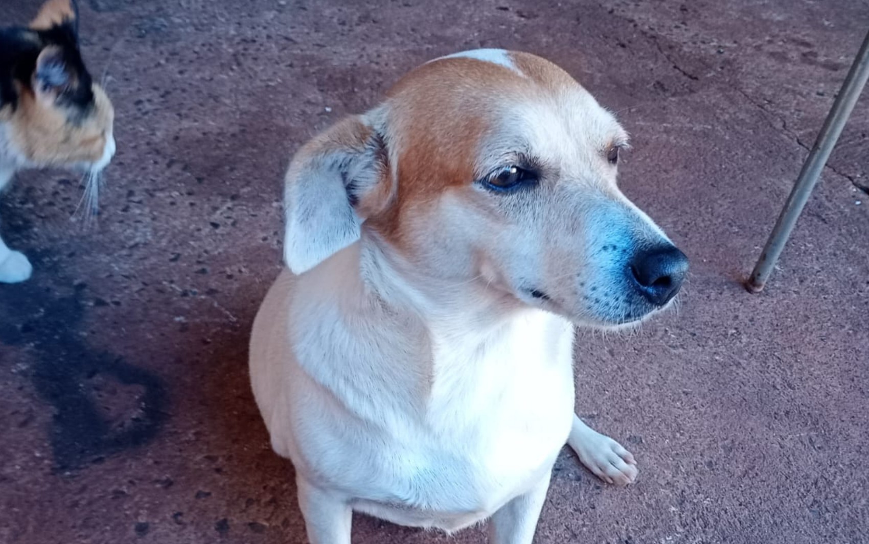 Polícia investiga se cachorra foi atropelada e morta de propósito no interior...